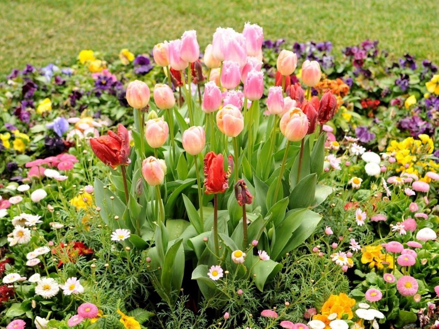 Клумба с цветущими тюльпанами посередине
