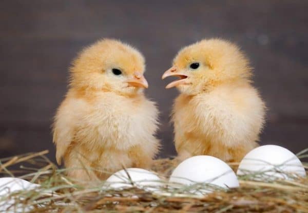 После линьки количество и качество яиц увеличиваются