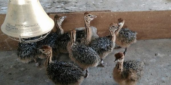 Уход и содержание страусов в домашних условиях
