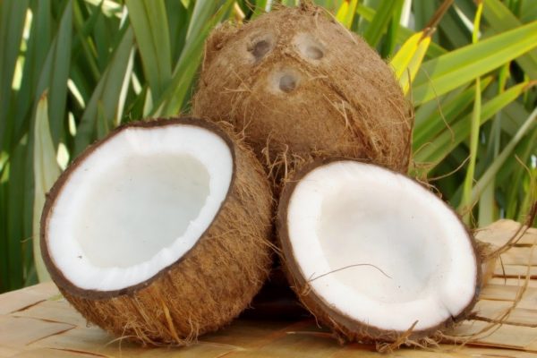 Молодой кокосовый плод