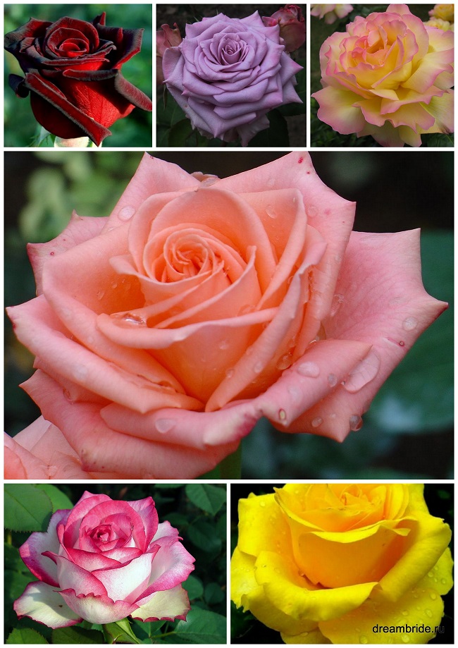 виды роз с фото и названиями_чайно-гибридные розы