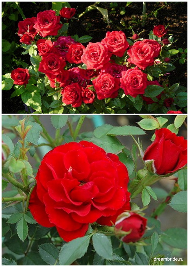 Высокорослые розы сорта фото с названиями