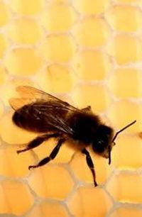 Осенняя подкормка пчел
