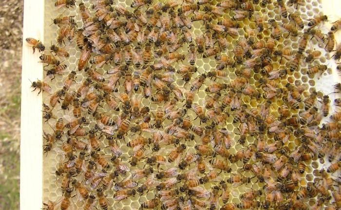 Как приготовить подкормку для пчел