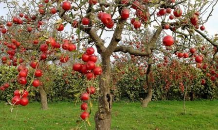 уход за яблонями осенью