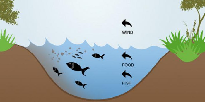 как ветер влияет на клев рыбы