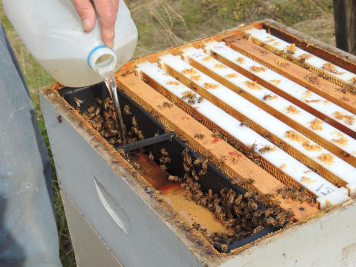 подкормка медом пчел 