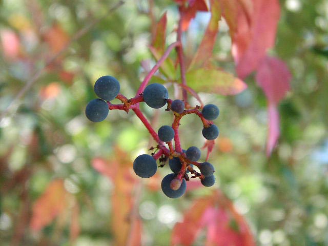 Плоды дикого винограда
