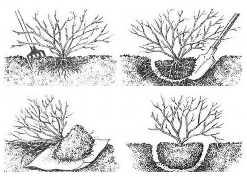 Схема пересадки смородины