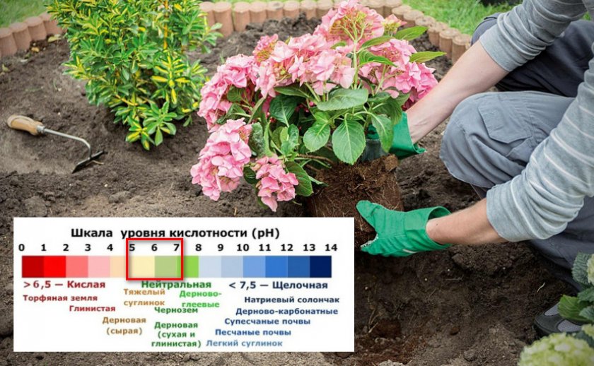 Почва для гортензии