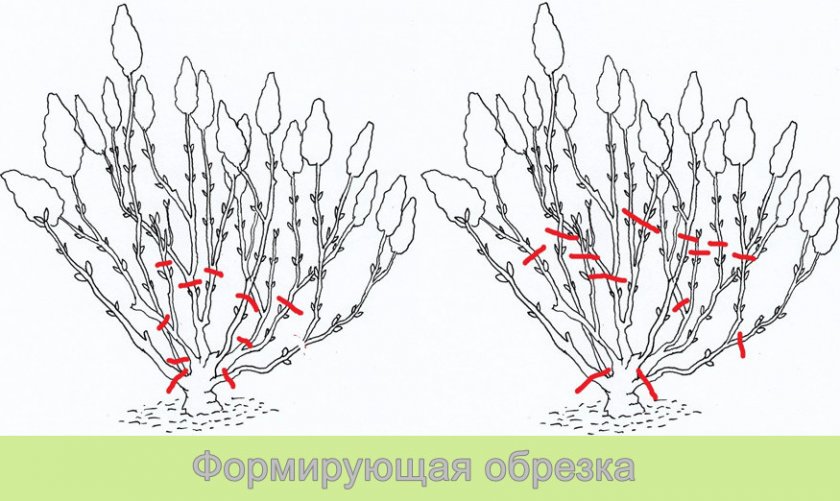 Обрезка метельчатой гортензии