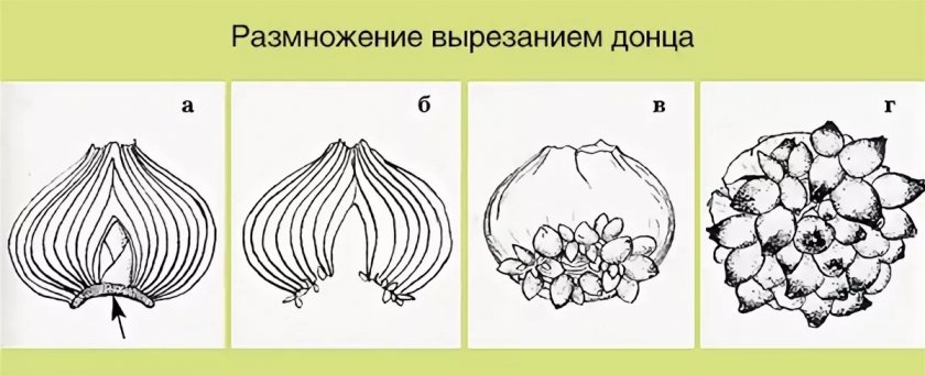 Размножение гиацинта вырезанием донца