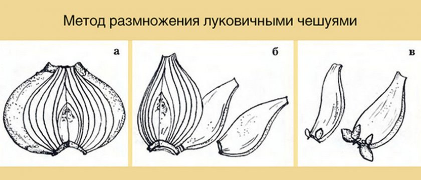 Размножение гиацинта чешуёй