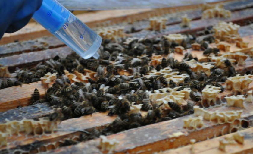 Подкормка пчёл осенью
