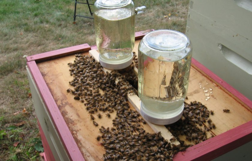 Подкормка пчёл сахарным сиропом