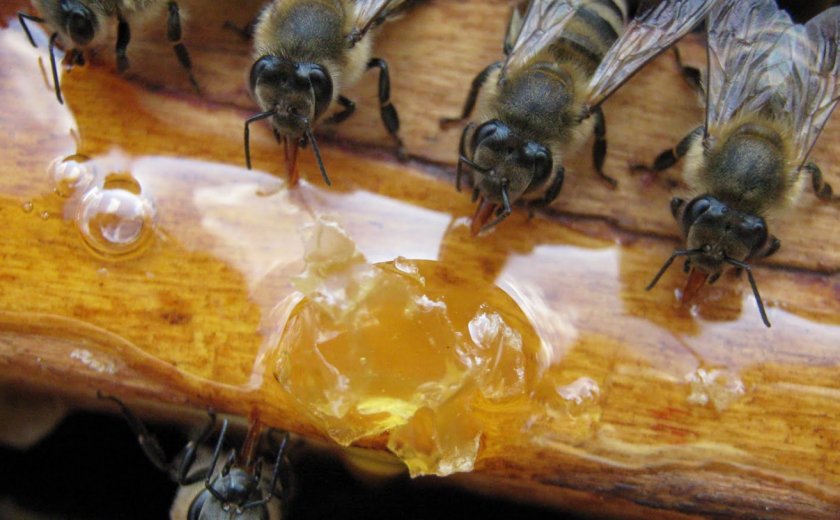 Подкормка пчёл мёдом