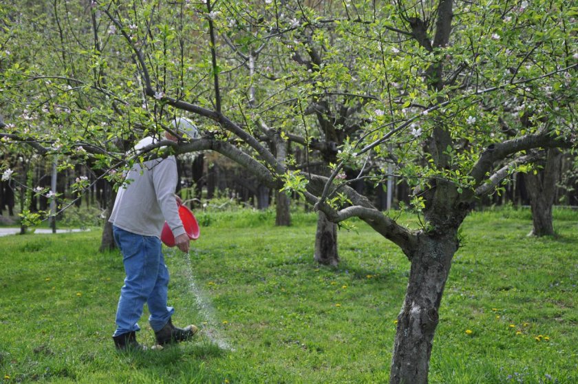 Подкормка яблоневого сада