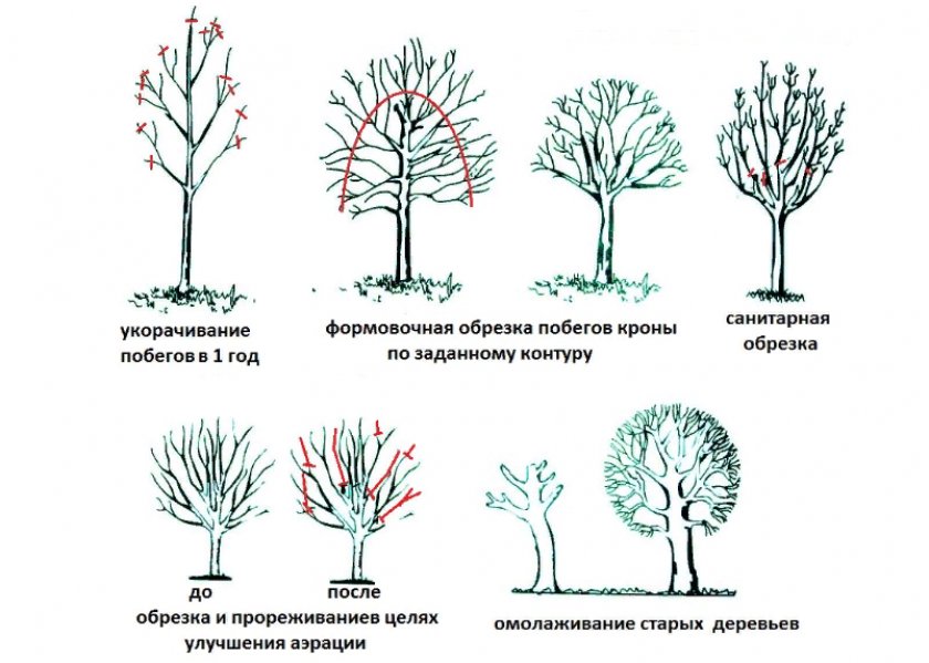 Этапы формирования кроны