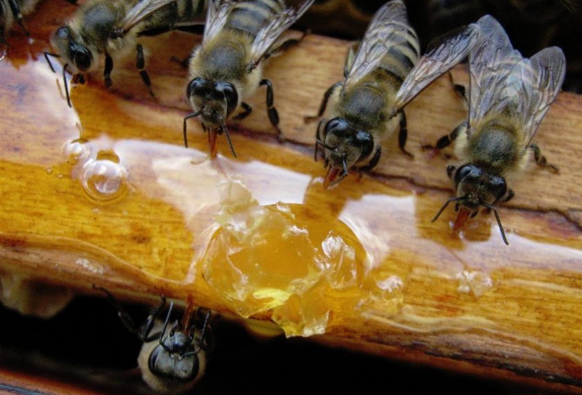 Кормление пчёл сиропом
