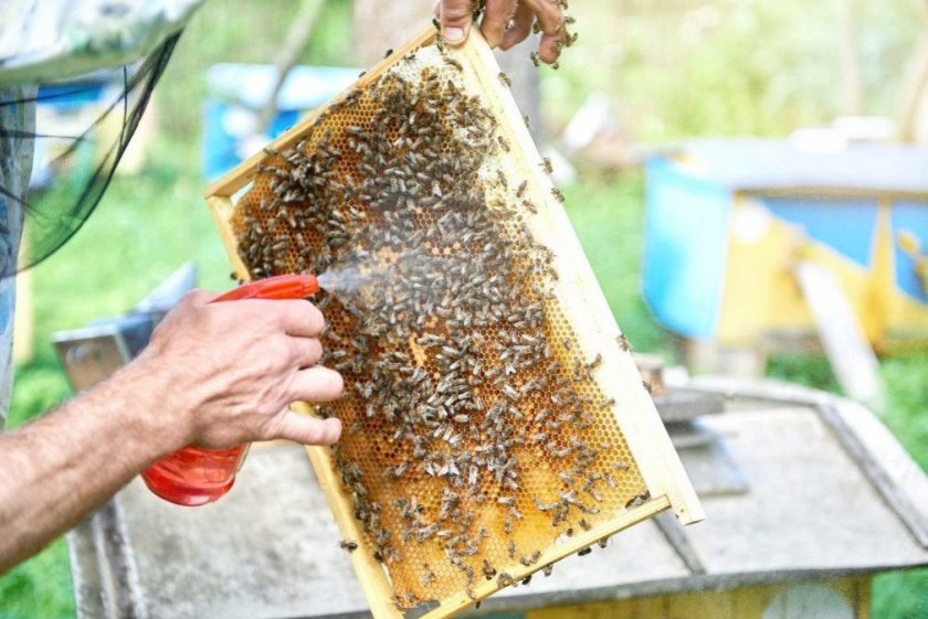 Опрыскивание пчёл от болезней