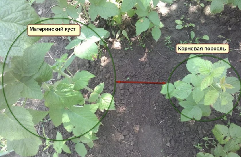 Корневая поросль малины