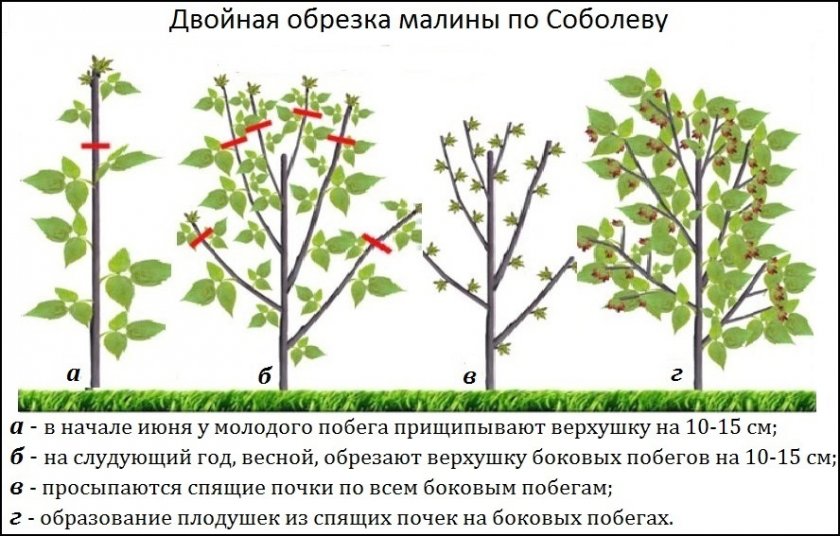 Малинник на участке