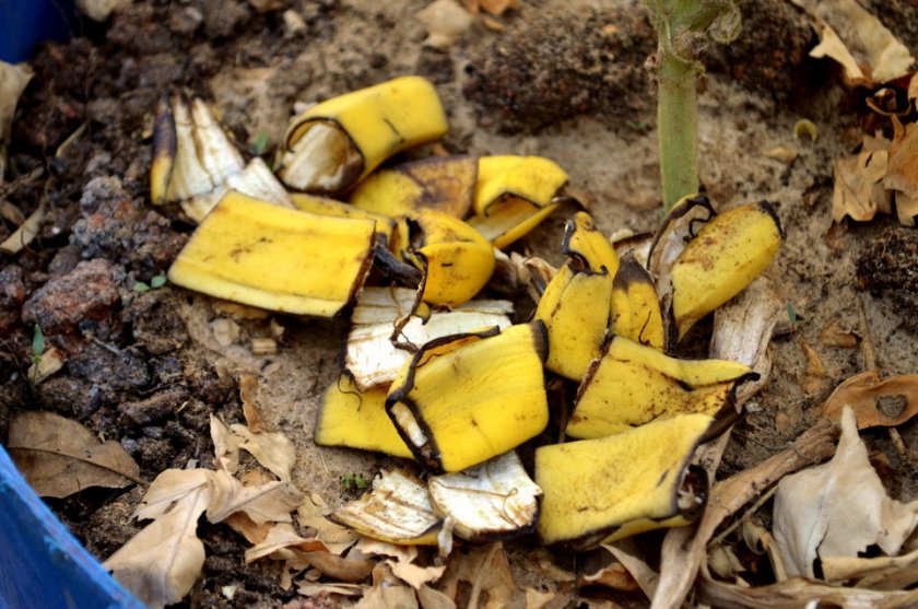 Банановая кожура для удобрения малины