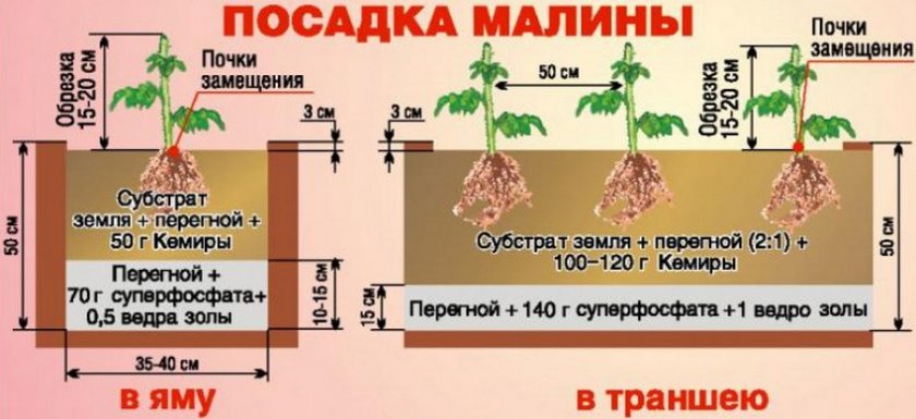 Схема посадки малины