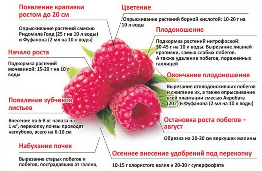 Подкормка малины на разных этапах