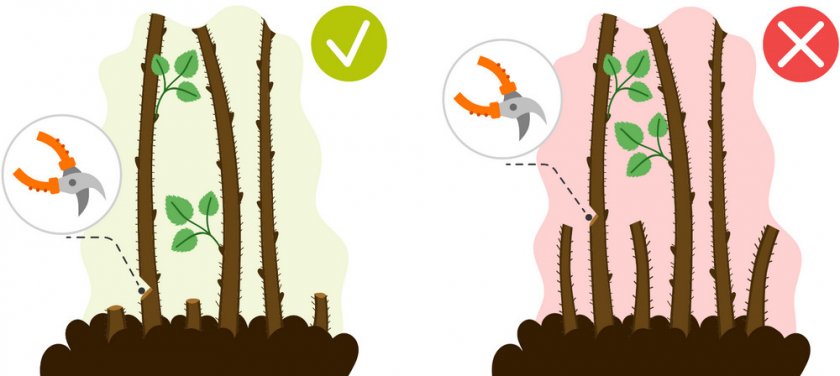 Правильная обрезка малины под корень