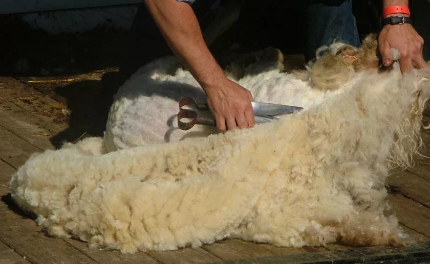 Ручная стрижка овец