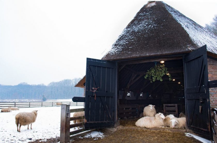 Кошара для овец