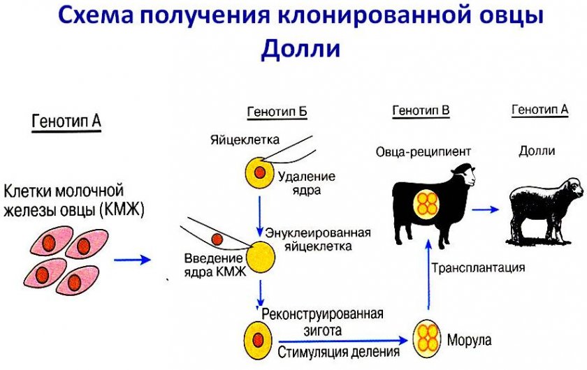 Схема клонирования овцы
