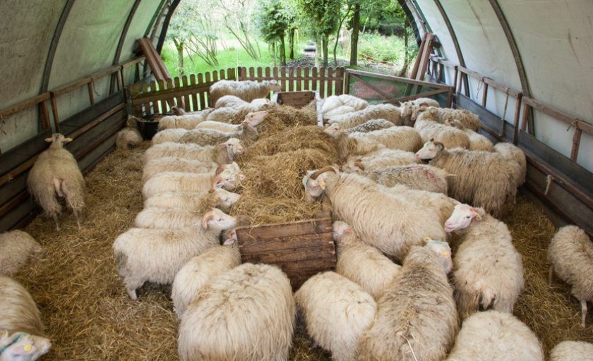 Овцы в стойле