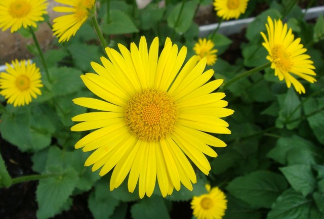 Желтые лечебные цветы фото с названиями