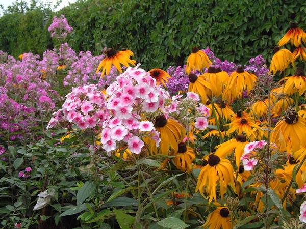 Цветы-многолетники для сада неприхотливые долгоцветущие