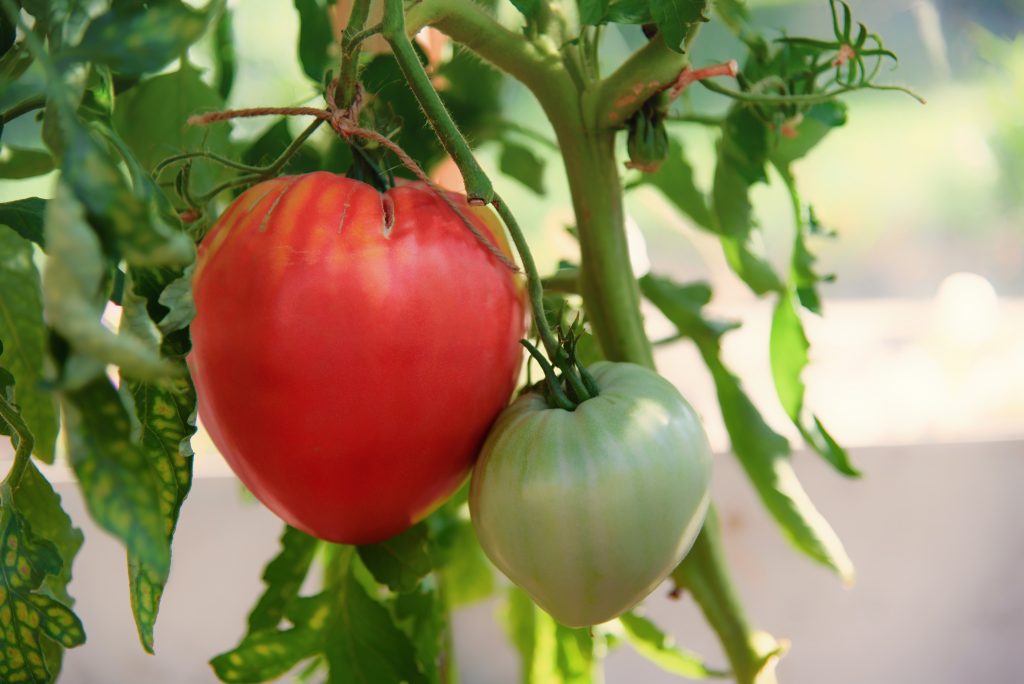 Сорт помидоров Вельможа - описание сорта с фото, отзывы