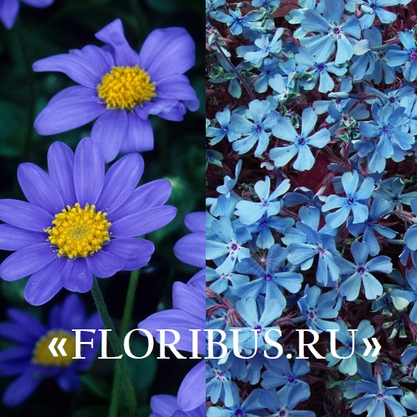 садовые цветы синего цвета 