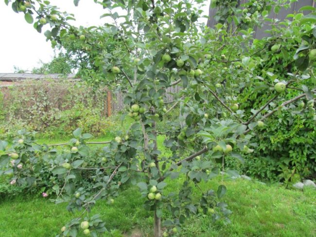Молодое деревце яблони сорта Богатырь на дачном участке в Нижнем Поволжье