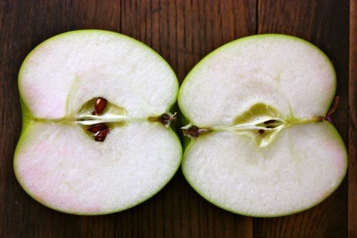 Белая мякоть разрезанного плода яблони гибридного сорта Богатырь