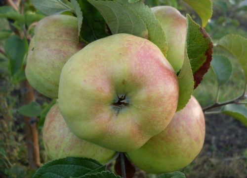 Покровная окраска с румянцем на плодах яблони сорта Богатырь