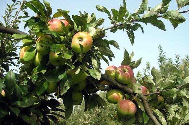 Ветки сортовой яблони с крупными плодами розово-зеленого окраса