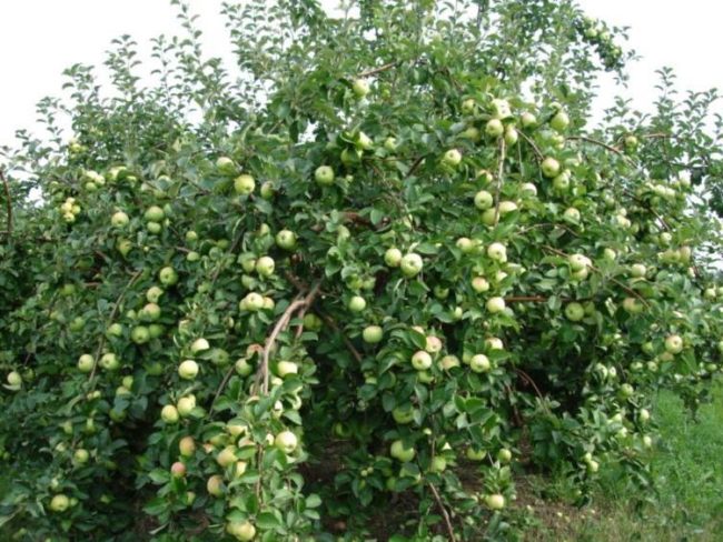 Шарообрахная крона яблони гибридного сорта Богатырь в начале плодоношения