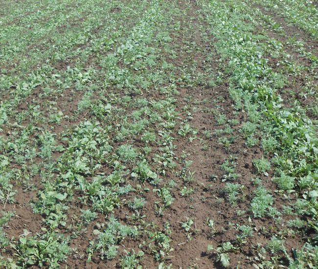 Всходы белой горчицы на картофельном поле при недостаточно плотном посеве семян
