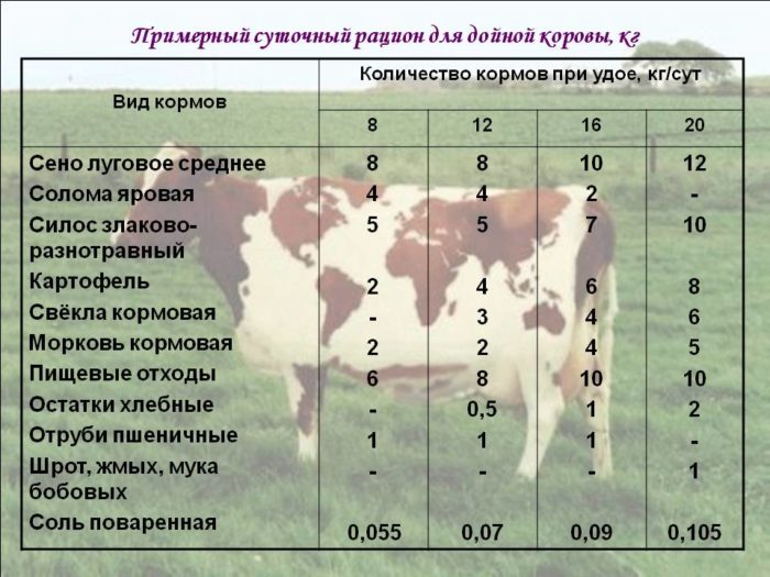 Рацион дойных коров Кормление дойных коров