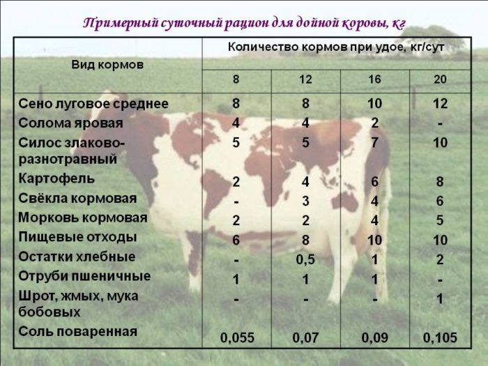 Кормление дойных коров