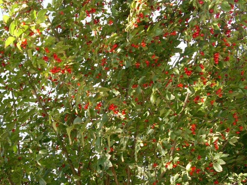 Кустарник кизил