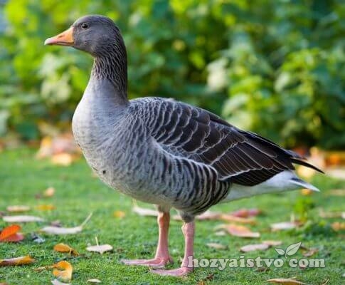 wild geese Graylag