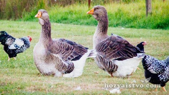 big goose