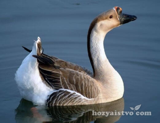 africane goose in water